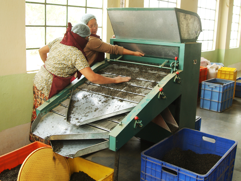 Orthodox與CTC，基礎紅茶製法