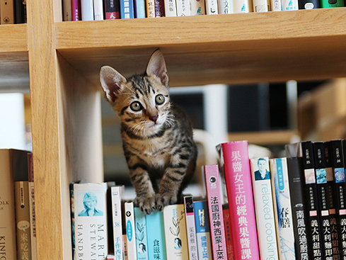 【家貓日記】新家人。miki