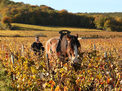 那些,自然酒教會我的事