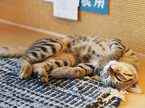 【家貓日記】從夏到冬，一些貓時光與貓風景