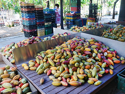 2020.03.28 屏東 福灣巧克力