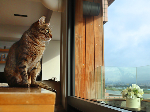 【家貓日記】從春到冬，一些貓時光與貓風景