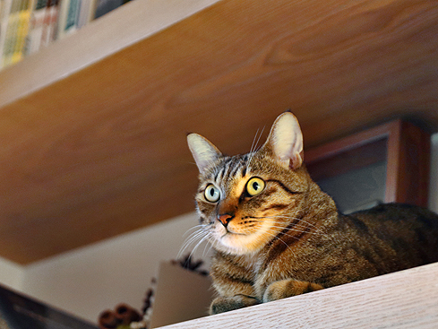 【家貓日記】從夏到冬，一些貓時光與貓風景