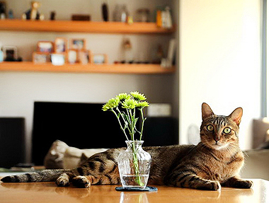 【家貓日記】從夏到秋，一些貓時光與貓風景
