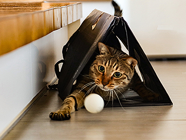 【家貓日記】從春到冬，一些貓時光與貓風景