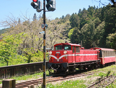 2026.04.14 嘉義 阿里山國家森林遊樂區｜森林火車