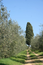 豔陽下的,托斯卡尼橄欖油