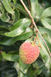 六月,玉荷包荔枝 (下) — 台灣水果月記/之二