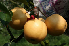 八月,宜蘭三星上將梨 (上) — 台灣水果月記/之四