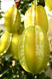 十月,白布帆楊桃(下)— 台灣水果月記/之六