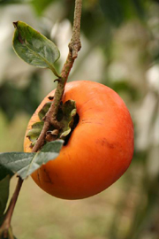十一月,摩天嶺甜柿 — 台灣水果月記/之七