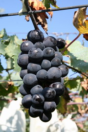 十二月,白毛台巨峰葡萄 — 台灣水果月記/之八