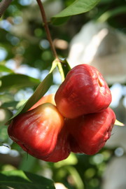 一月,屏東黑珍珠蓮霧(下) — 台灣水果月記/之九