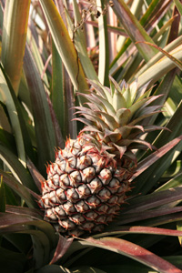 四月,關廟金鑽鳳梨(下)— 台灣水果月記/之十二