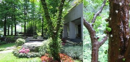 2014.05.01&02 苗栗卓蘭 舉目山莊─庭園