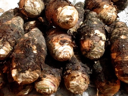 食之當令∼芋頭之美